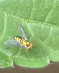 Condylostylus caudatus