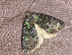 Paramiana smaragdina