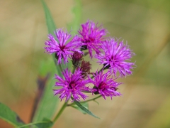 Vernonia