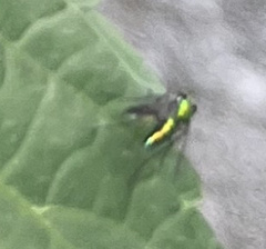 Condylostylus caudatus