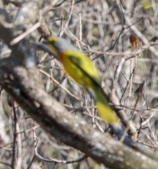 Telophorus sulfureopectus