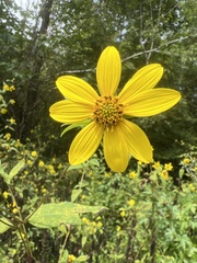 Helianthus microcephalus