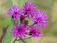 Vernonia