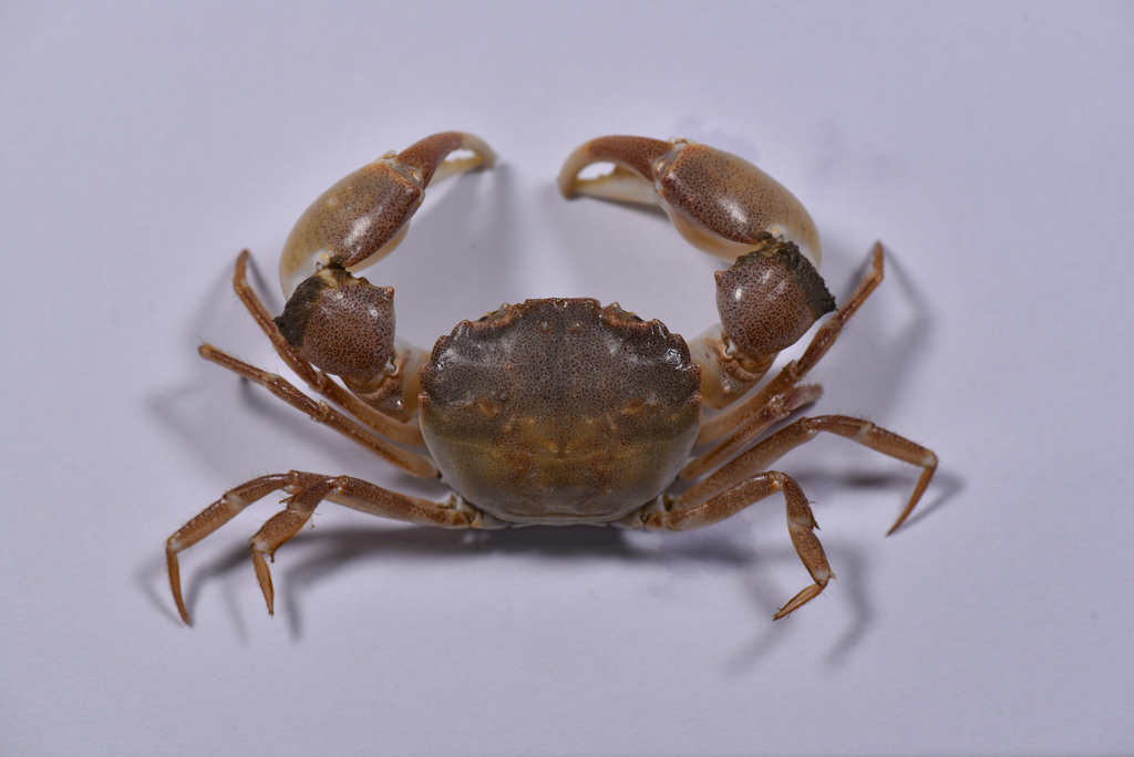 Euryplacidae