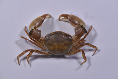 Eucrate crenata