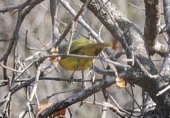 Telophorus sulfureopectus