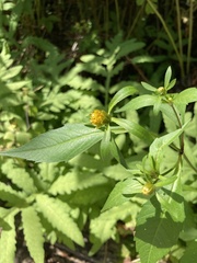 Bidens connata