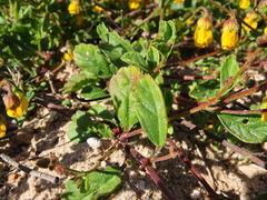 Hermannia multiflora