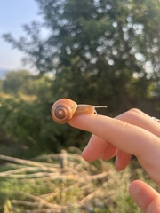 Cepaea nemoralis