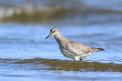 Calidris canutus