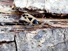 Xanthochilus saturnius