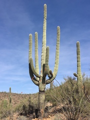 Carnegiea gigantea