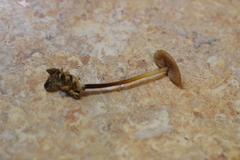 Marasmius floridanus