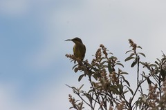 Nectarinia famosa famosa