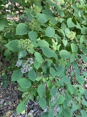 Hydrangea arborescens