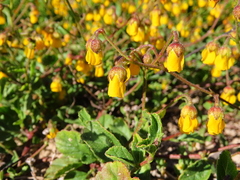 Hermannia multiflora