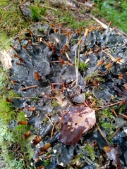 Peltigera praetextata