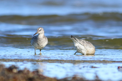 Calidris canutus