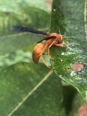 Polistes carolina