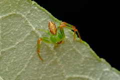 Diaea dorsata
