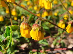 Hermannia multiflora