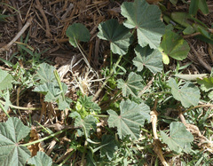 Malva parviflora