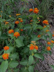 Lantana urticoides