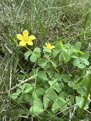 Oxalis dillenii