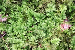 Thuidium tamariscinum