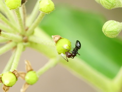 Camponotus lateralis