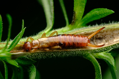 Apterygida albipennis