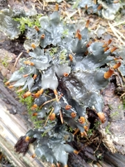 Peltigera praetextata