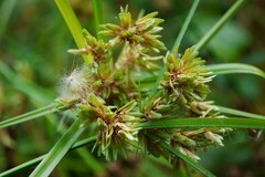 Cyperus eragrostis