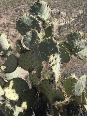 Opuntia engelmannii
