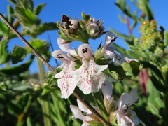 Stachys bolusii