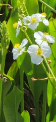 Sagittaria