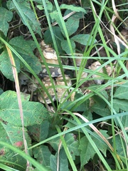 Coprinopsis variegata
