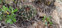 Echinofossulocactus