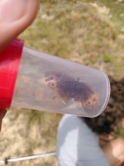 Erebia