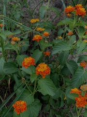 Lantana urticoides
