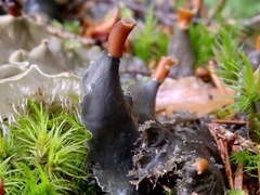Peltigera praetextata