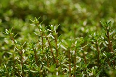 Crassula helmsii