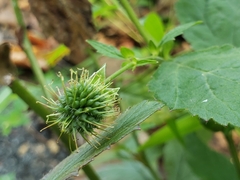 Geum