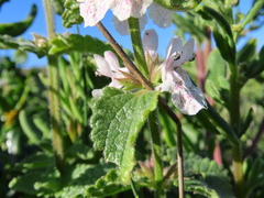 Stachys bolusii