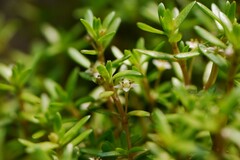 Crassula helmsii