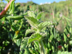 Stachys bolusii