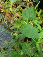 Geum