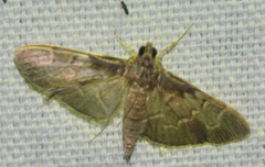 Pilocrocis ramentalis