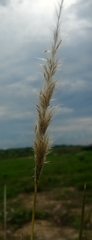 Bothriochloa longipaniculata