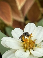 Halictus poeyi
